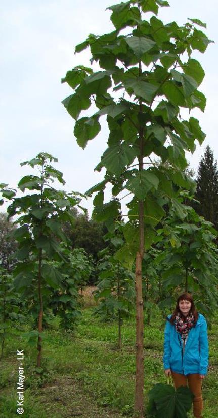 #Paulownia-Veranstaltungstipp: #Blauglockenbaum-#Energieholz-Fachtag Steiermark, 07.12.2017 energiepflanzen.com/allgemein/paul…