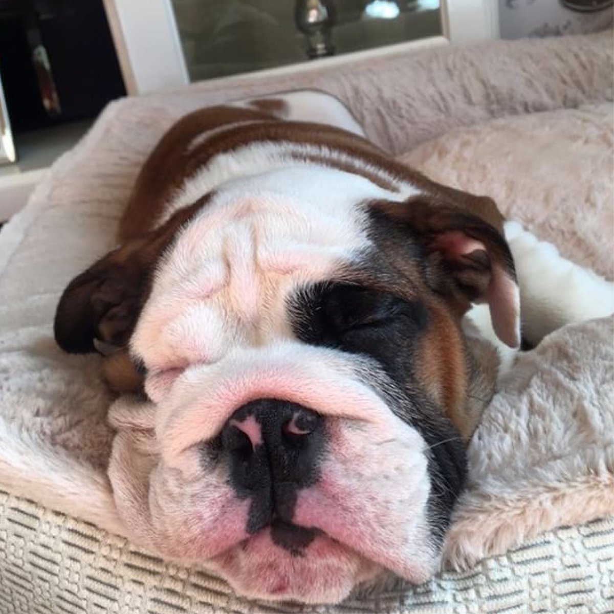 NIrawpetfoods's tweet photo. Nelly loves Monday snoozes. Heโs dreaming about the yummy Beef Jerky treats he had at the weekend and hoping Mum buys some Fish Finger treats to try for this weekend! ๐ด#sleepymonday #mondaysnooze #dog #dogsoftwitter #raw #rawfood https://t.co/zZtExZUko4