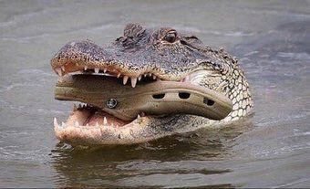 Instinct prevents the mother from closing her jaws as she carries her young from the riverside nest, into the water.