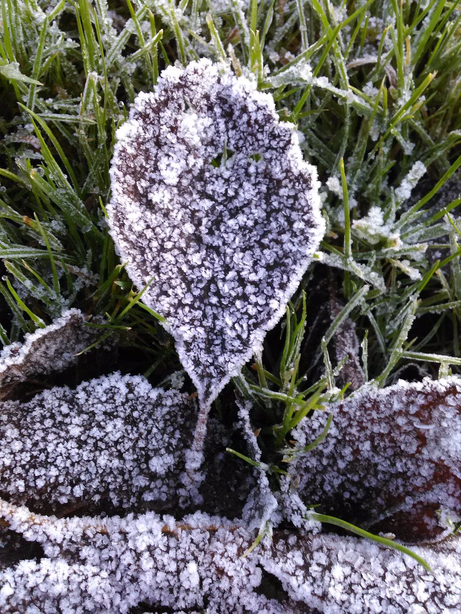 TrackATree's tweet photo. Crispy leaves, icy puddles, bare trees, and some with rust coloured clinging leaves... #autumn must be turning into #winter. We love this time of year! #phenology https://t.co/5PbR6Q9dXL