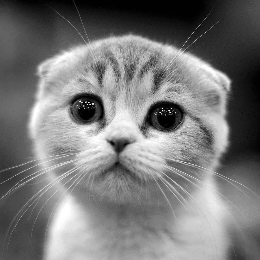 Uzivatel 100 Animal Na Twitteru Bon Lundi Et Bonne Semaine Aujourd Hui Est Un Bon Jour Pour Faire Les Choses Et Etre Heureux Chat Chats Cat Cats Animal Animaux T Co Fmy3iokdaj Uzivatel 100 Animal Na Twitteru Bon Lundi Et Bonne Semaine Aujourd Hui Est Un Bon Jour Pour Faire Les Choses Et Etre Heureux Chat Chats Cat Cats Animal Animaux T Co Fmy3iokdaj
