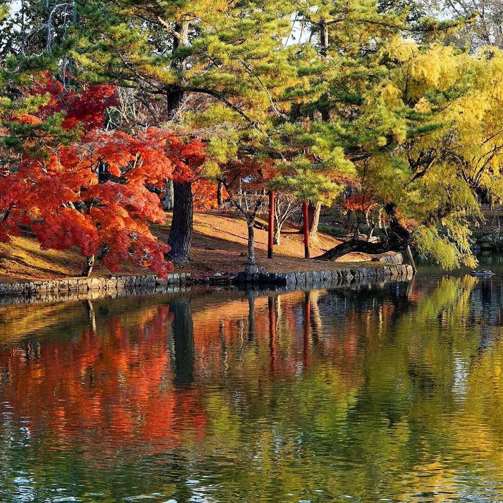 dalepeter's tweet photo. Reflections in Nara Park. #nara #narapark #reflection #tree #nature #autumn #autumncolours #fall #fallcolors #travel #travelphotography #dalepeter #dalepeterphotography #picoftheday #photooftheday #YourShotPhotographer #travel #tourism #sony #sonyalpha #… https://t.co/WEZPiFwBHv https://t.co/cXvt0aUdCi