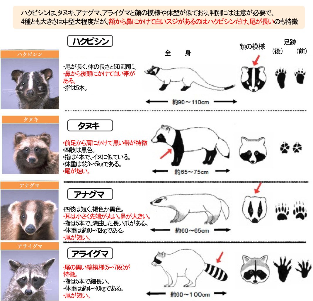 ɷ く寿し 外国人 日本版のアライグマ タヌキという動物が凄くかわいい タヌキって実在したのか 名誉ゴミパンダ 日本の民間伝承に伝わる動物だと思ってた T Co Kc42nghphf ゴミパンダ アライグマの北米の蔑称