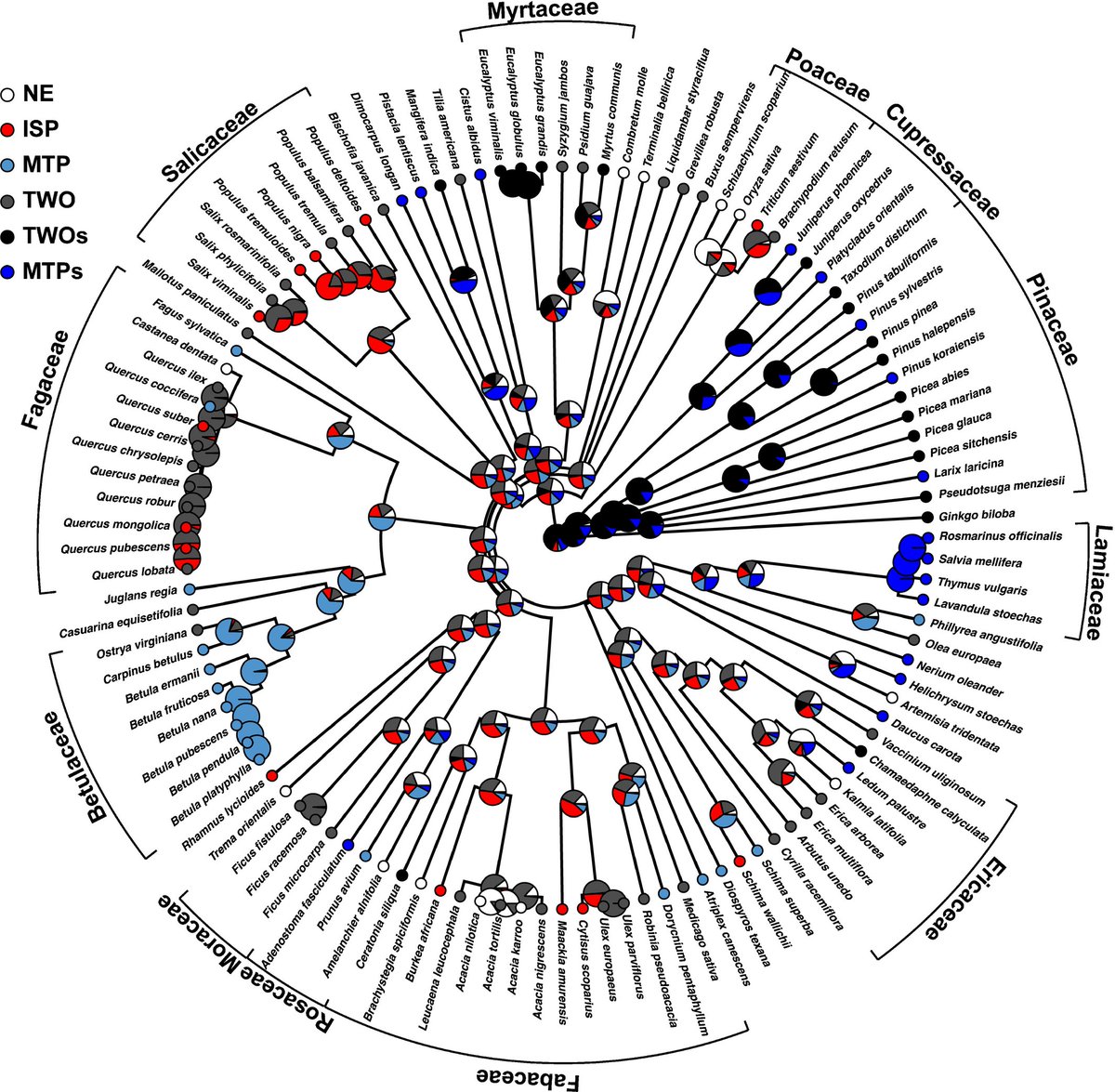 Nutrient-rich plants emit a less intense blend of volatile isoprenoids <a href="/Burriach/">Marcos Fernández</a>  <a href="/ERCImbalanceP/">ERC IMBALANCE-P</a> <a href="/GlobalEcoUnit/">Global Ecology Unit</a>  ow.ly/QVNv30gM5FH