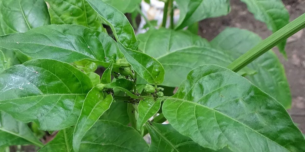 Daun cabai merupakan tanaman yang banyak di budidaya oleh para petani indonesia. Hal ini di karenakan tanaman cabai ini memiliki nilai jual yang tinggi, dan selalu  di butuhkan semua orang. Karena hampir di semua jenis masakan, selalu menggunakan cabai.
sjinternasional.com