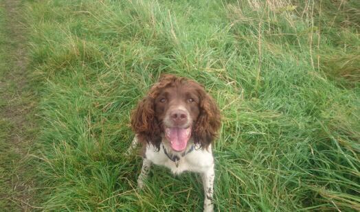 KazCameron's tweet image. "@polscotdogs: Amazing job by #PDRexi recovering £21k of drugs! # #KeepingPeopleSafe #PoliceDogs https://t.co/hBIFMT05ur" extra treats pse!