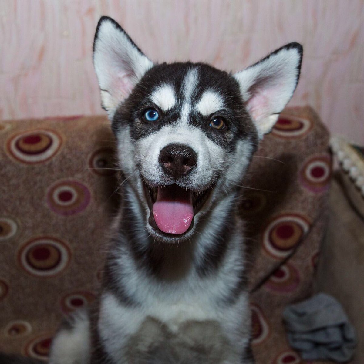 vrjlsti's tweet photo. наш новый член семьи 😭😍 https://t.co/kQebMEhGqP