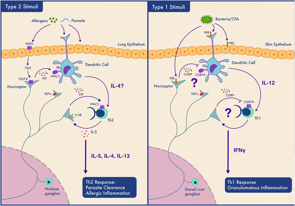 Let’s get nervous about inflammation. Makes you want to be a neuroimmunologist frontiersin.org/articles/10.33…