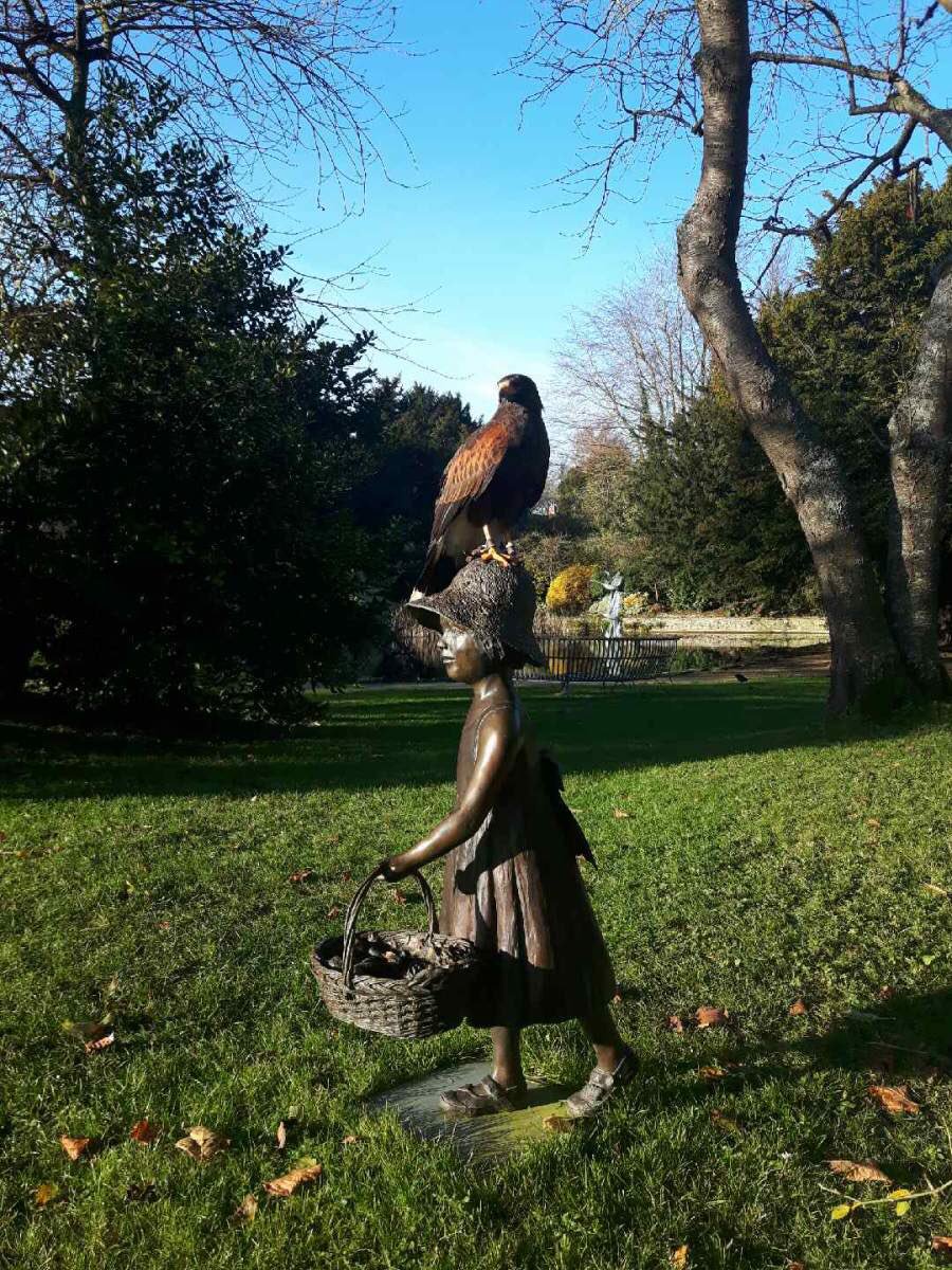 Tails our beautiful hawk. Keeping an eye on pigeons in the Le Manoir.