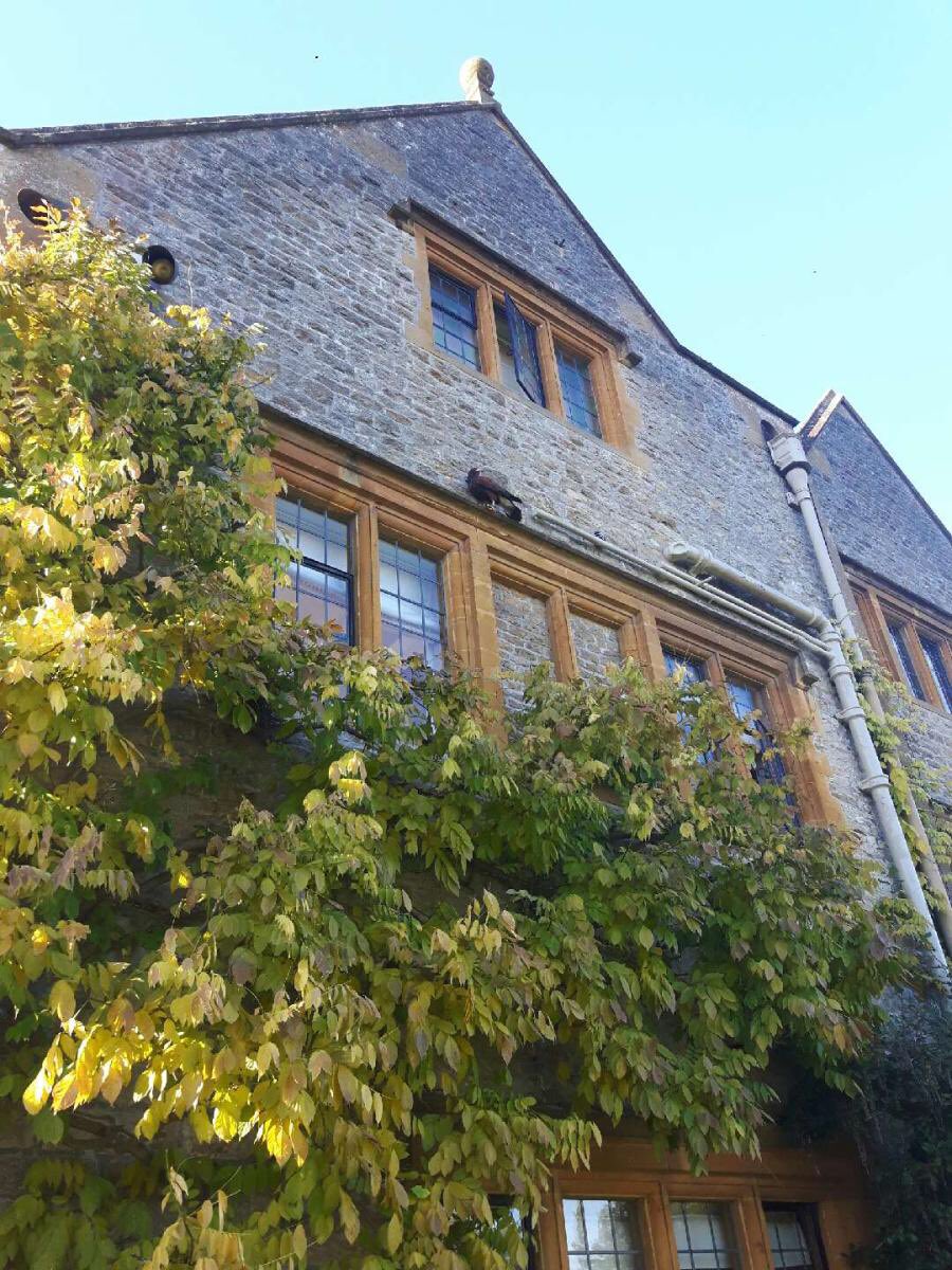 wheatleybirds's tweet photo. Tails our beautiful hawk. Keeping an eye on pigeons in the Le Manoir. https://t.co/TWqzDTMnjw