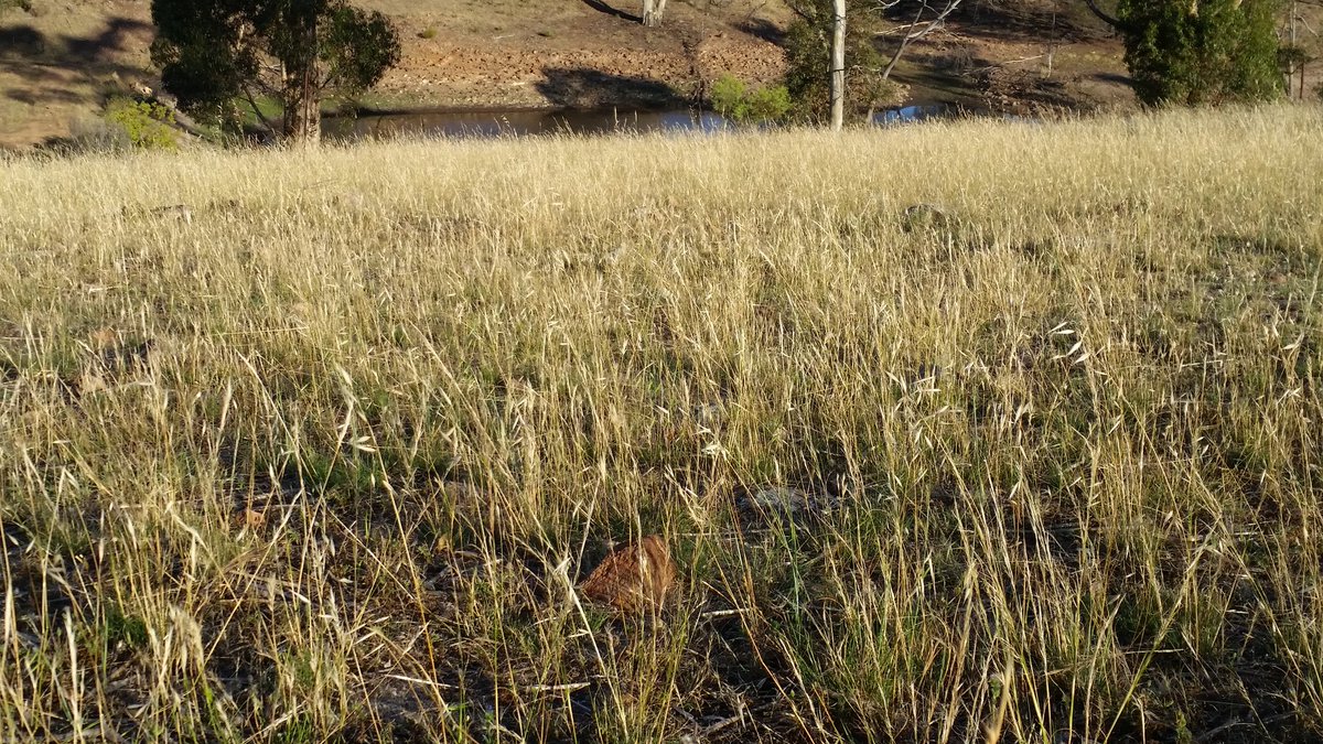 LauraHillsLamb's tweet photo. Native grasses are loving a bit of summer rain. #pasture #nativepasture #grassland https://t.co/xXhgjAhkIB