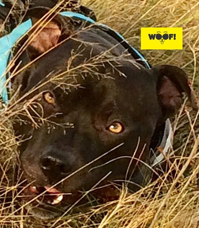 WoofServices's tweet photo. #Panther or #Staffy, seen stalking the #grasslands of #PenningtonFlash? #nofilter ##staffordshirebullterrier #staffsofinstagram #BlackPanther #panthers #panthersnation #dogsofinstagram #dogstagram #dogsofmanchester #dogwalking #woof #woofwoof #woofstuff https://t.co/YzgP96kmDR https://t.co/IMv8OOznGI