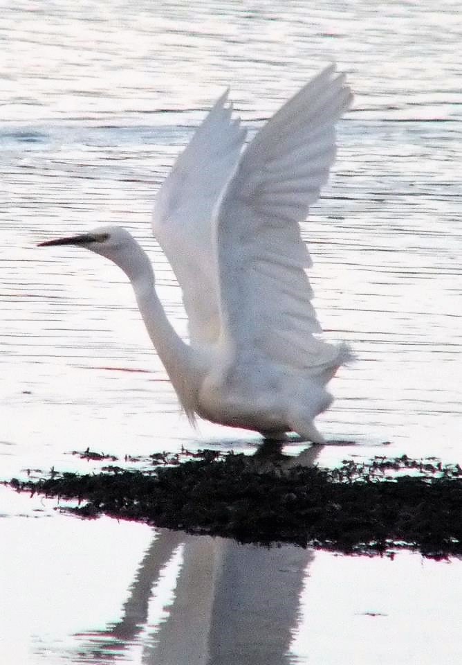 littleoleme2017's tweet photo. Do you wish you could spread your wings and fly ?. Little White Egrit. Local Creek,
#hampshire #birds #egrit #wings #MondayMotivation #photography #wildlife
#nature #creeks https://t.co/oOv4rZWE6k