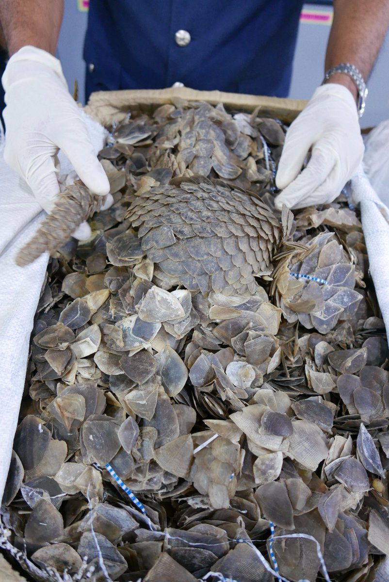 eljohn88's tweet photo. #Pangolin scales in the mail! 337kg going from #Sabah &amp; #Sarawak in #Malaysia via KLIA Mail and Courier Centre KLIA to #HongKong. Time @pos4you joined the fight against #wildlifecrime https://t.co/XSD3K8dEPl