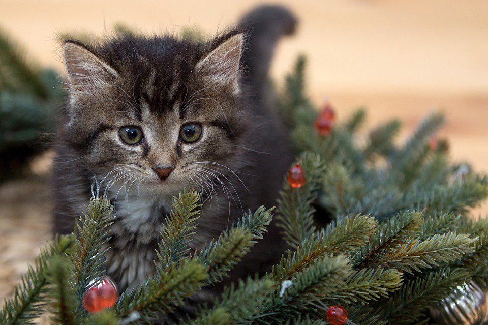 MidaBroker's tweet photo. - 7 giorni al #Natale!!! #sempreamici #ChristmasIsComing https://t.co/e2Zrtm6RSb