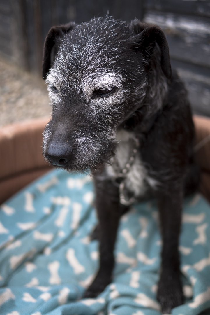 wgviolas's tweet photo. Just how I feel on this cold and wet morning #dogsoftwitter https://t.co/3j3SJxksLF