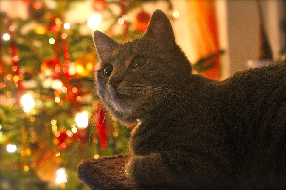 MidaBroker's tweet photo. Buon #Natale con i vostri amici a 4 zampe!! #sempreamici #Christmas https://t.co/vgGngqZMrj