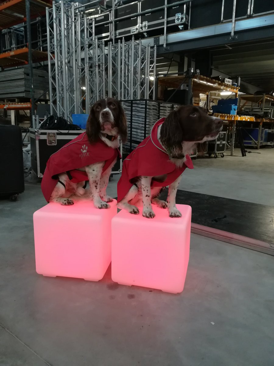 Max and Paddy practicing Christmas Lights Switch On in our warehouse last week. They did a great job on the night. <a href="/maxinthelakes/">Max Out in The Lake District</a> #Christmaslights #Keswick