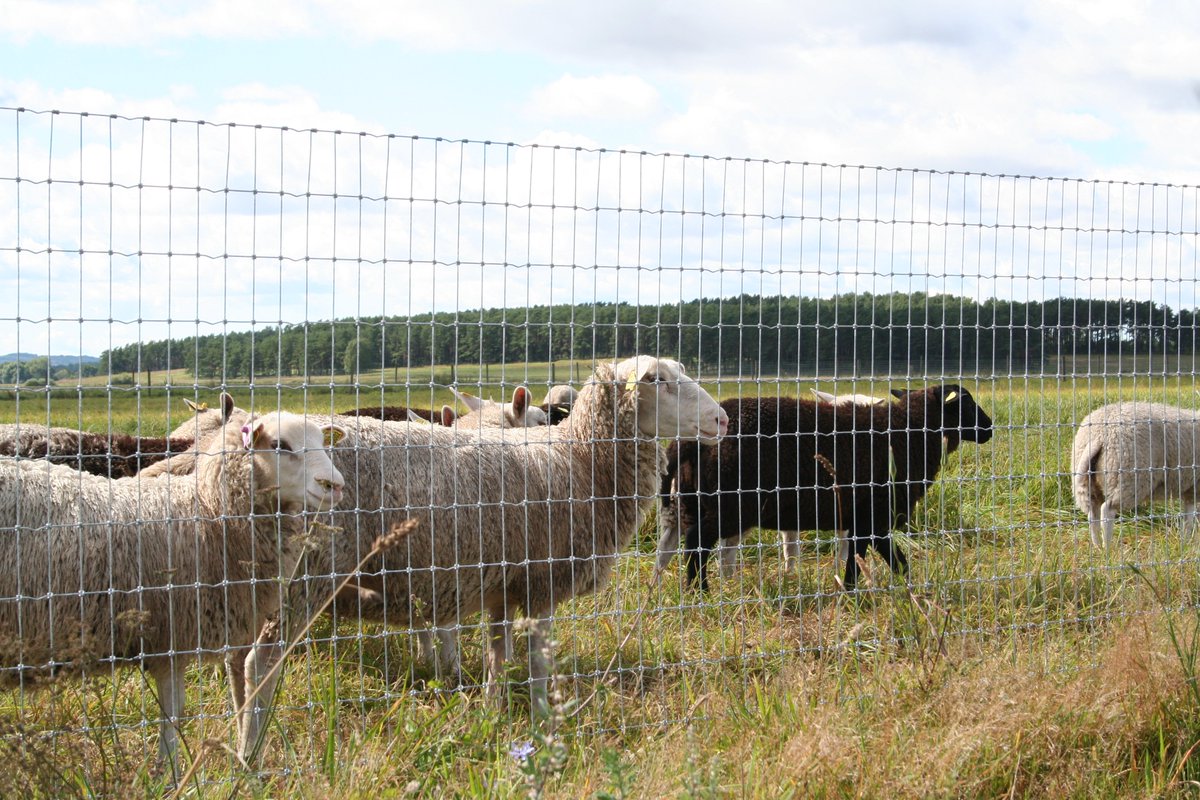AB_Wire's tweet image. As of January 2018 we will be able to supply high tensile X-Knot stock fence. The X-Knot provides a strong joint and a surface which reduces harm to livestock. The knot locks horizontal and vertical wires, creating a joint which is much stronger than the traditional hinge joint.