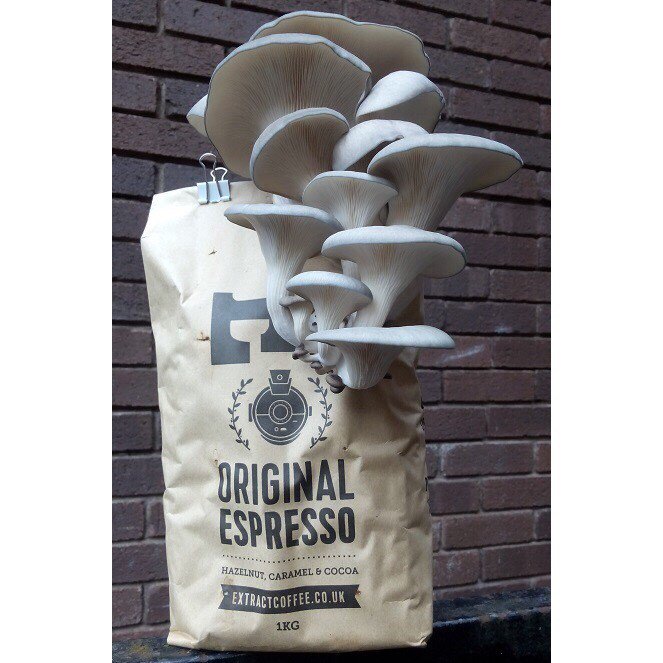 The chaps at <a href="/fungusloci/">Fungusloci</a> are on a mission to divert coffee grounds from landfill with these clever little Grow Your Own bags #UrbanFarming #Recycling #GrowYourOwn