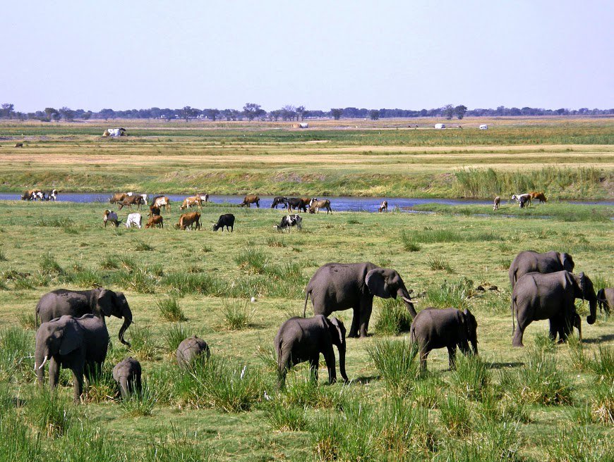 PeaceParksFoundation (@peace_parks) on Twitter photo #vacancy Technical Director: Herding for Health #livestock programme peaceparks.org/#vacancies <a href="/ConservationSA_/">Conservation SA</a> <a href="/ConservationOrg/">Conservation Intl</a> #vacancy Technical Director: Herding for Health #livestock programme peaceparks.org/#vacancies <a href="/ConservationSA_/">Conservation SA</a> <a href="/ConservationOrg/">Conservation Intl</a>