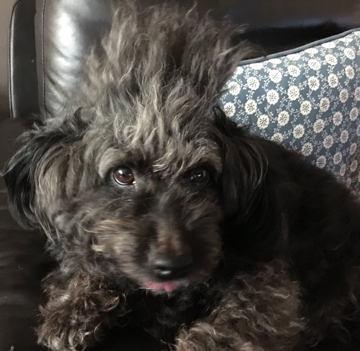 PlanetBGlasgow's tweet photo. This is Boo. She was nearly dead when my Mum rescued her over 2 years ago. π She came from a Hungarian Killing station all the way to Glasgow. Sheβs the sweetest funniest baby. And she has the BEST hair EVER π #SweetBoo #adoptdontshop #RescueDogs #love β₯οΈ https://t.co/91M9REylqX