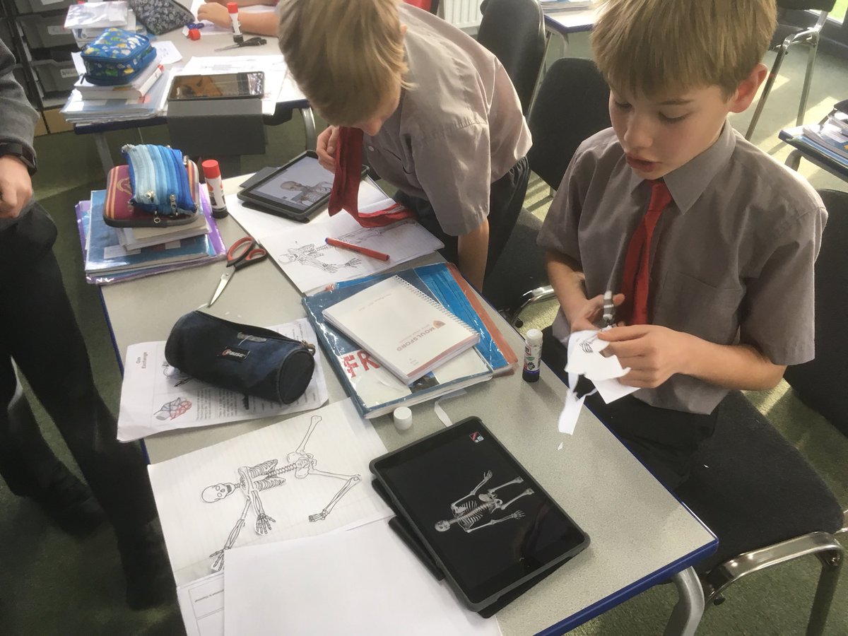 MoulsfordSci's tweet photo. Using the #essentialskeleton4 app to label up our ‘dabbing’ skeleton @moulsfordict https://t.co/c4eCBDP2Y1