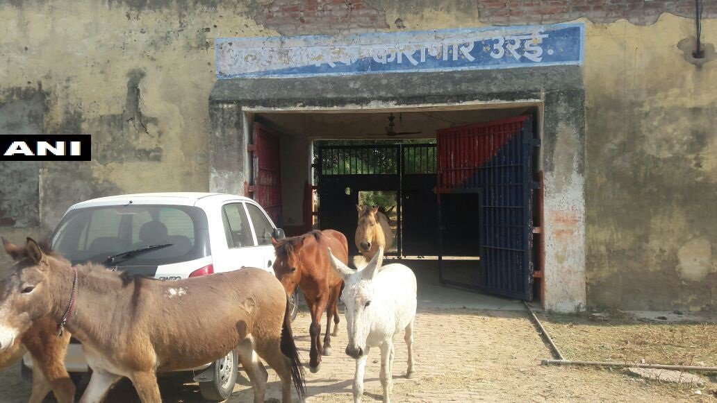 ANINewsUP's tweet photo. Jalaun(UP): Police release a herd of donkeys from Urai district jail. They had been detained for destroying plants outside jail and were released after four days https://t.co/Wl5UJrU2tT
