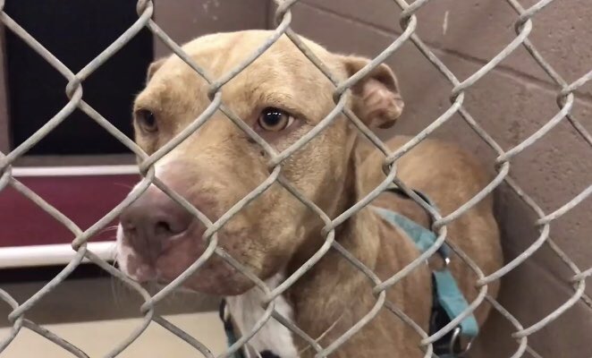 reddogsusie's tweet photo. #TX #HarrisCo #Houston
๐๐CODE RED super sweet 4yo girl WILL BE KILLED ANYTIME! Watch๐ผSheโs so sweet! Pls act now! #ADOPT #DONATE #RESCUE #FOSTER HELP๐๐ป๐๐ป
https://t.co/YOani7WEzW https://t.co/qH3xmbeEC4
