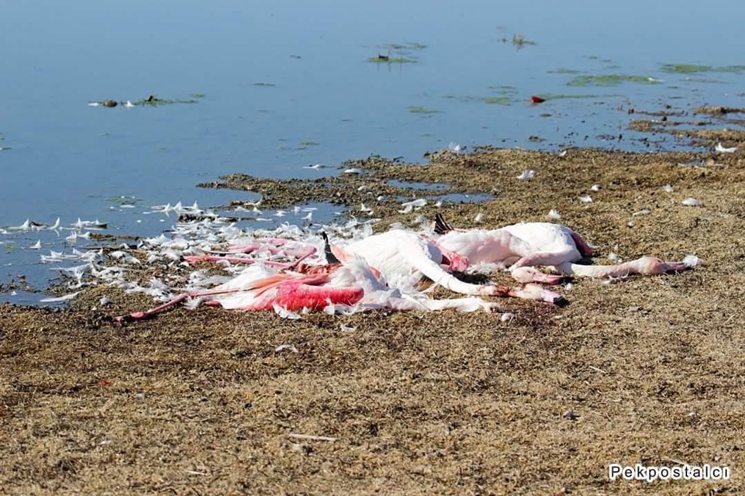 Akgöl de flamingo katliamı.Siz insan mısınız ? Ne istediniz bu hayvanlardan ? Vurmakla da kalmamışlar caniler. Doğamız  sahipsiz. @ormanvesuisleri  <a href="/Konya8Bolge/">DKMP 8.Bölge Konya</a> @dsi <a href="/TRAKUS/">TRAKUS</a>