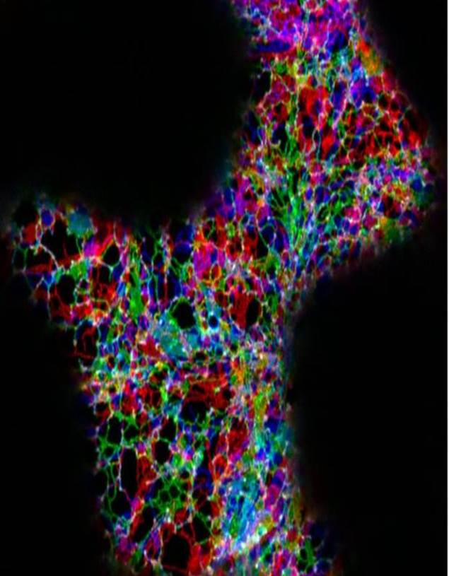 Fantastic PhD available on the endoplasmic reticulum at Brookes. Contact vkriechbaumer <a href="/brookes/">BrookeS</a>.ac.uk  #PhD opportunity