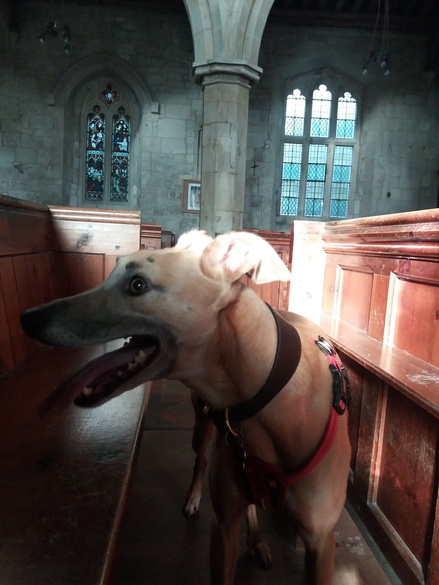 ChurchCamping's tweet image. We&apos;re on our latest #Champing photo shoot and here is our newest member of the team, #ChampBot Jake, helping us to sniff out the best sites @TheCCT