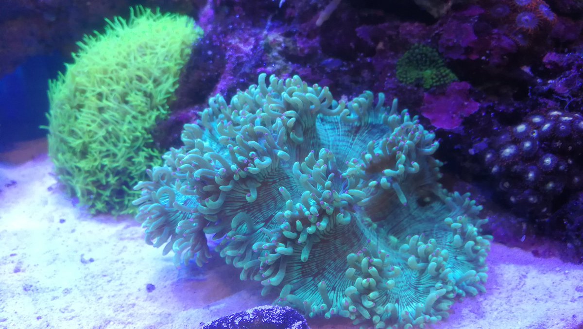 アクアリウムと日常 サンゴ欲が止まらない トランペットコーラルとコエダナガレハナサンゴをチャームでポチった ついでに珊瑚堂にて マメスナもお持ち帰り さすがに置くところがなくなってきたので そろそろ打ち止めか 後はこれだけのサンゴを維持