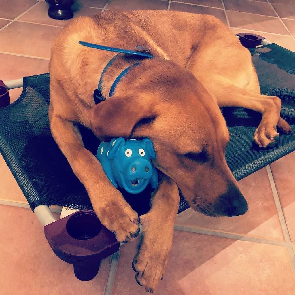 south_do's tweet photo. This guy and his hog #redingtonshores #prettyboy #hog #notposed #toomuchdogparkfun https://t.co/EKvncrVbLs https://t.co/zTthLhzsNZ