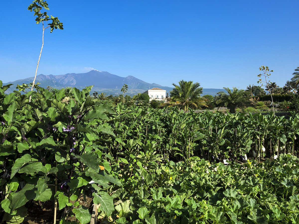 Stare distesi su un letto di di #terra e #bellezza e avere come unica coperta la volta del #cielo di #Sicilia. 
A noi di #Radicepura piace così. 
ow.ly/m5qb30gPzeN