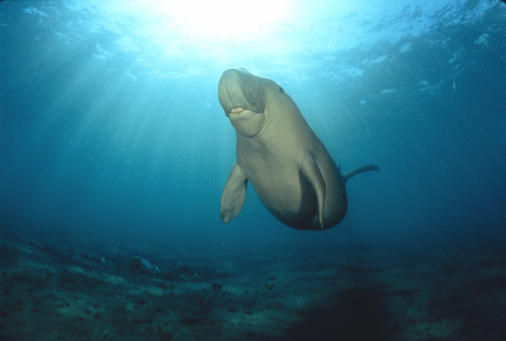 EADTweets's tweet photo. The Marawah #Marine #Biosphere #Reserve is home to the second largest community of #dugongs in the world. The reserve includes numerous islands such as #BuTinah Island and a coastline stretching over 120 km. https://t.co/0xDskVXYgp