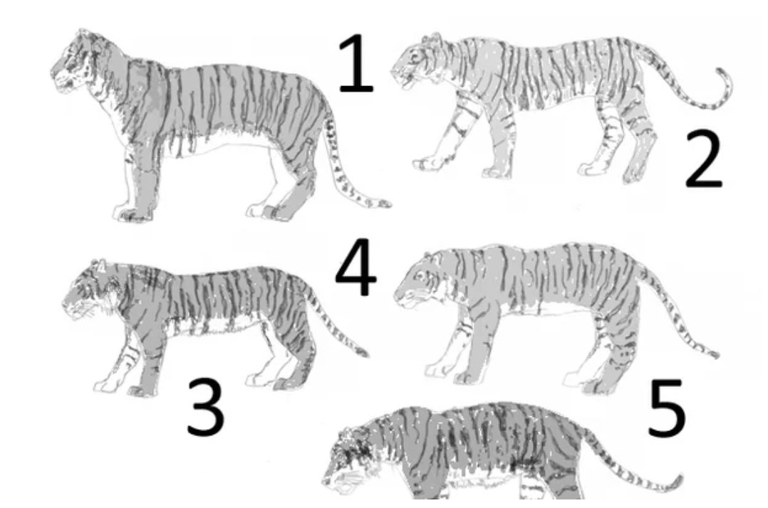 WildAid's tweet photo. The #Tiger Subspecies Revised, 2017 @sciam @TetZoo https://t.co/OP7iTw3aB6 https://t.co/YkG19yV5jM