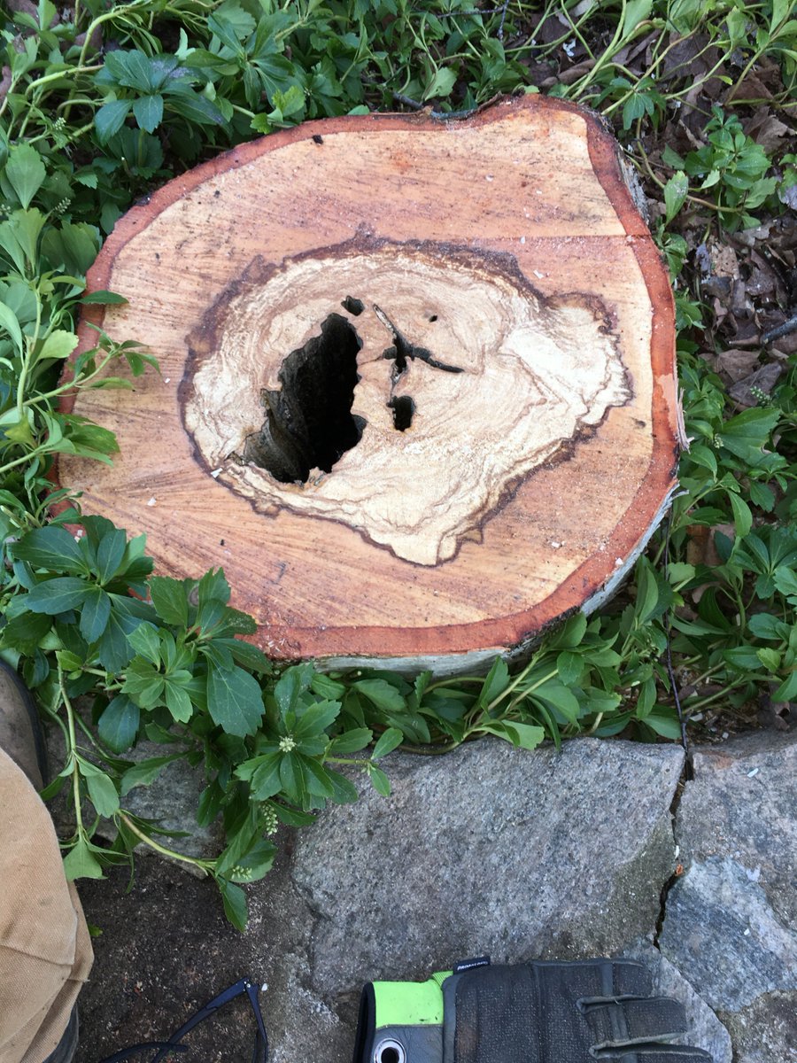 We hope everyone had a wonderful holiday! 
This client had a White Birch that was showing signs of decay and was leaning towards the home, it was removed to reduce the risk of damage along with two other Ash trees that had died due to Emerald Ash Borer.