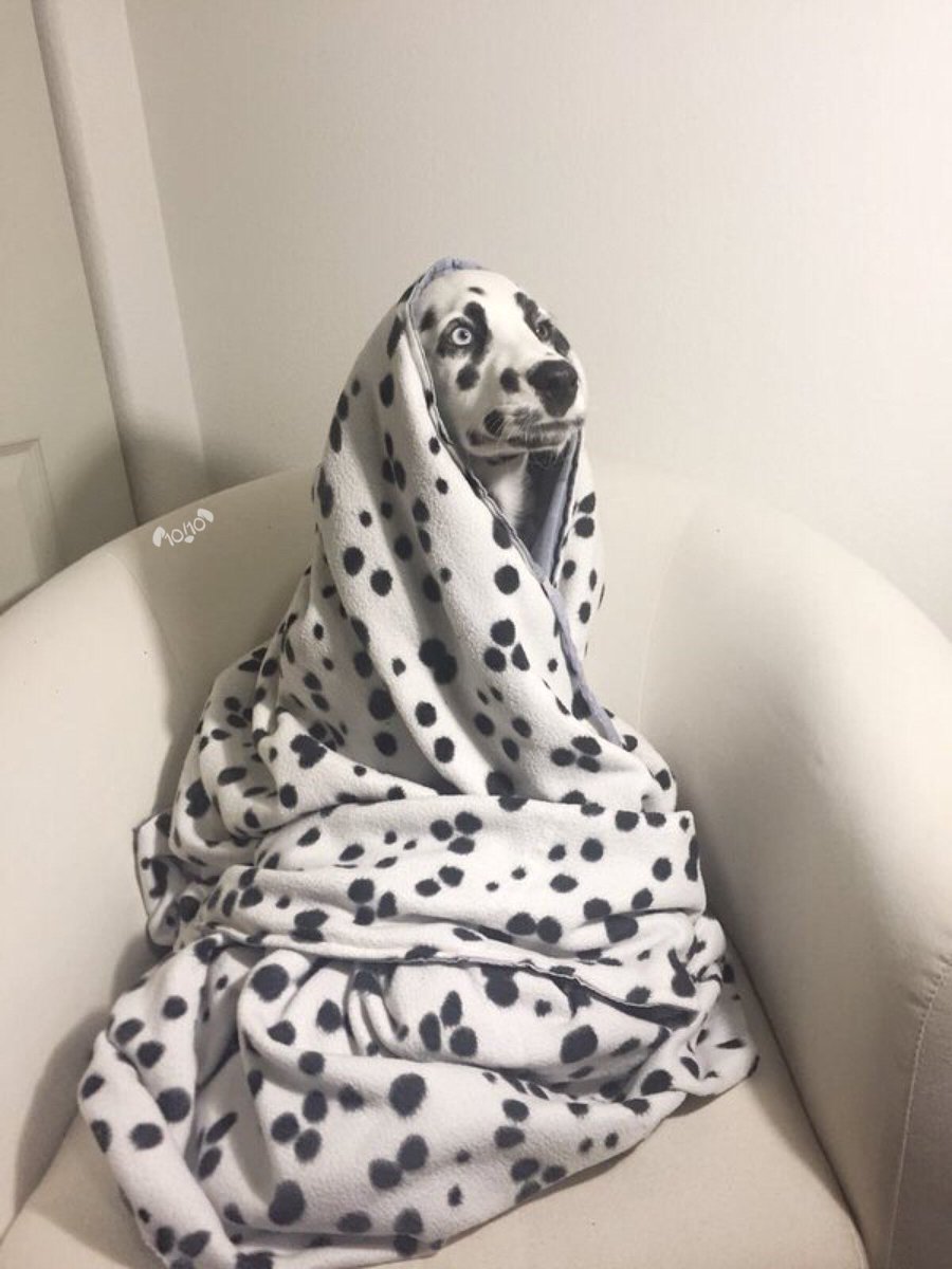 dog_rates's tweet photo. Haha very funny guys. Sending in more photos without dogs in them. Thought I just wouldn’t notice? Hilarious. Still 12/10 for the blanket https://t.co/T9IuIPRXDU