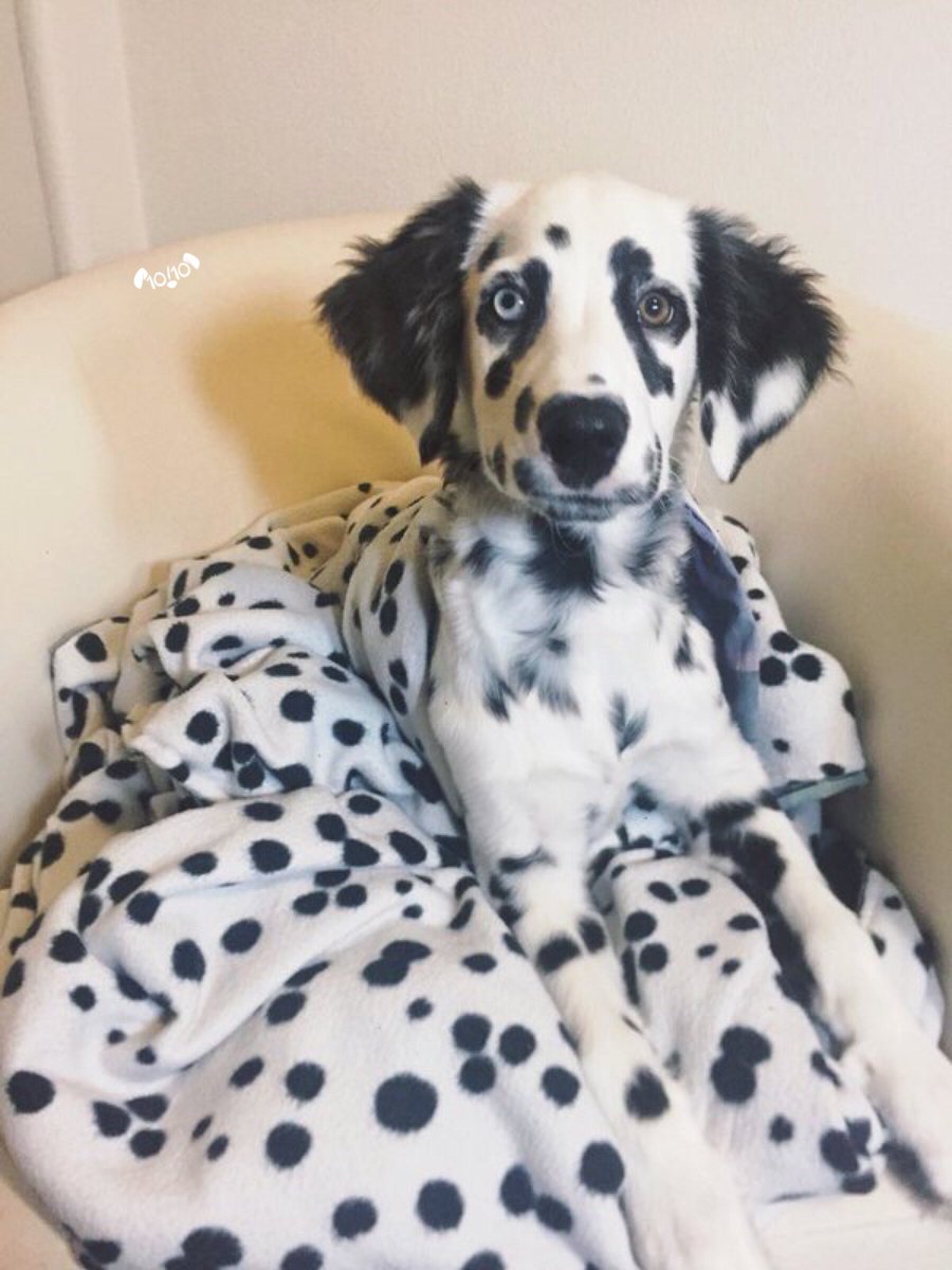 dog_rates's tweet photo. Haha very funny guys. Sending in more photos without dogs in them. Thought I just wouldn’t notice? Hilarious. Still 12/10 for the blanket https://t.co/T9IuIPRXDU