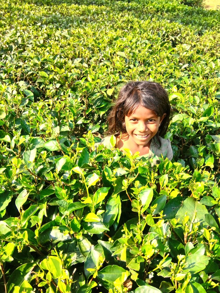 FarmerSamir's tweet photo. Happy to meet her in the tea bushes and click her with that beautiful smile.  Then I fear to realise how she is moving and playing inside that garden full of cocktails of Insecticides and Weedicides.People  of Upper Assam villages with tea monocropping  are endangered species . https://t.co/hJnJRMPj9c