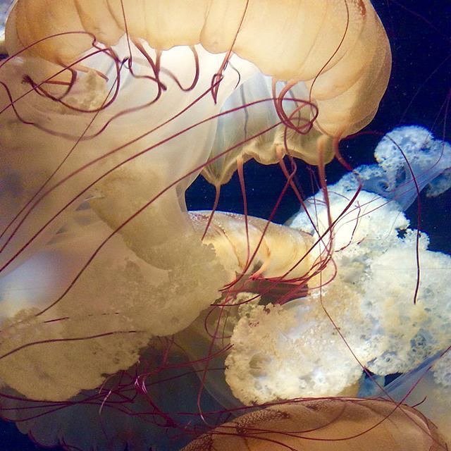 NEAQ's tweet photo. Sea nettles have trailing tentacles that sting their tiny prey and ruffly mouth arms that bring the food to the its mouth.

#VisitorPicture by 📷: @adi2cat  #regram #igerboston #ocean #animal #newenglandaquarium #jelly #jellyfish #seajelly #seanettle … https://t.co/fmEM4iKDIt https://t.co/osZGiDyWcV