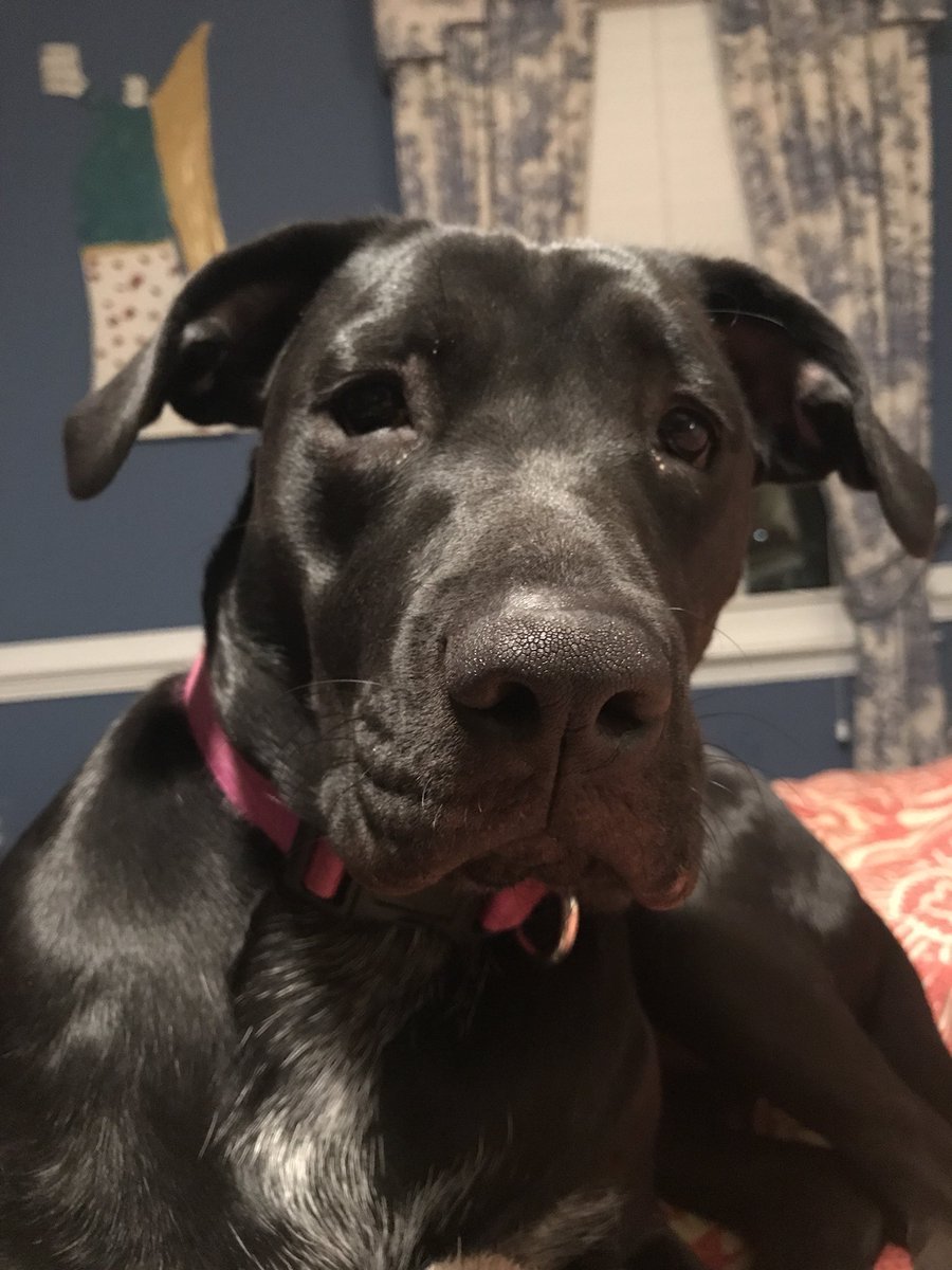 JeannieShiffer's tweet photo. I’m adopted?!? What? @dog_rates 🐶 https://t.co/ZIHIR3EHd6