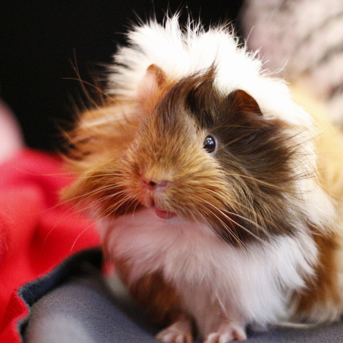 PetStories88's tweet photo. When you wake up with fuzzy hair but you still look cute! <3 
#guineapigs #guineapig #cute #pets #petsofinstagram #petlovers #MondayMorning #MondayMotivaton #MoodMon 
Credit: https://t.co/KRMXGrbFvf https://t.co/8PXjlW8uql