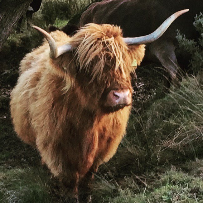 BellshillF's tweet image. Trying to link instgram and twitter!! Here is the photo from the previous tweet. #instagram #findingithard @BellshillF #highlandcow