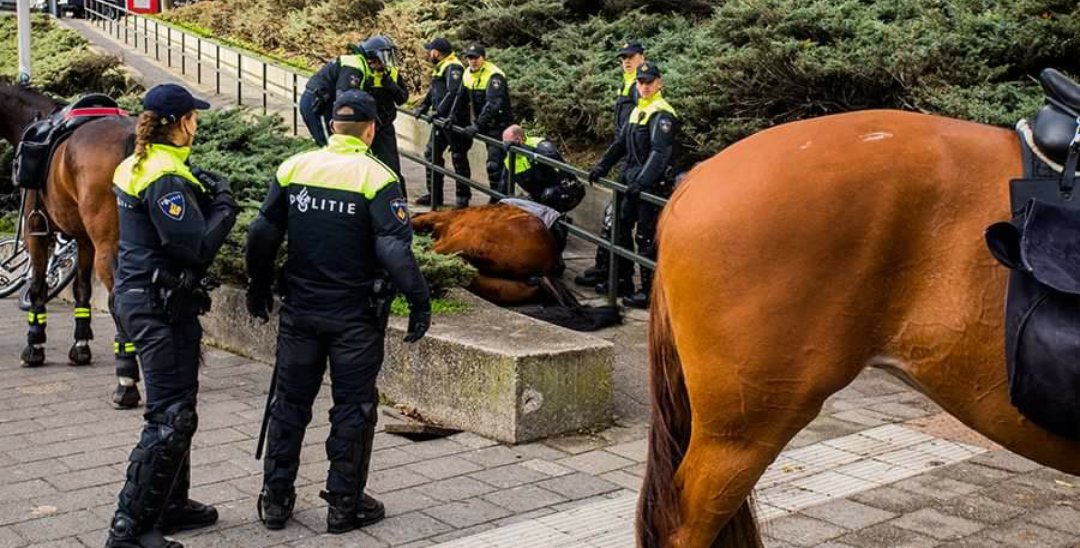 PrisonPlanet's tweet photo. Antifa Demonstrator Arrested After Police Horse Dies During Protest - https://t.co/r0mvegx6jV https://t.co/3ZqcSl3nc9