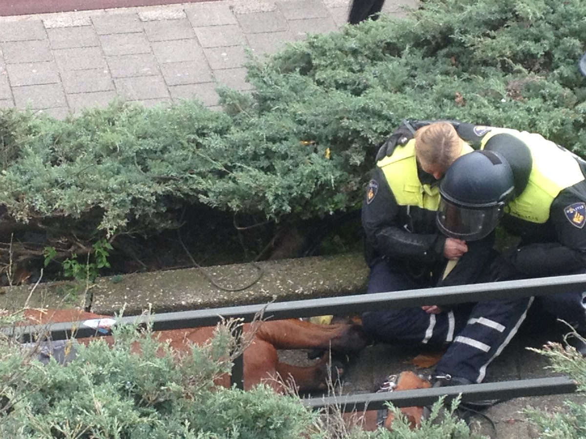 PrisonPlanet's tweet photo. Antifa Demonstrator Arrested After Police Horse Dies During Protest - https://t.co/r0mvegx6jV https://t.co/3ZqcSl3nc9