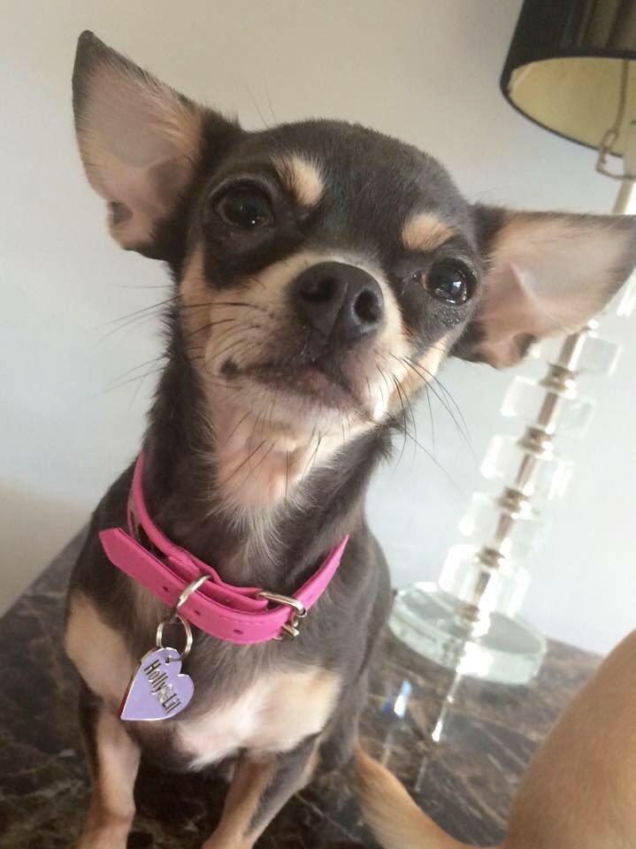 ChiKiPebbles's tweet photo. Great weekend with my party pooch friends #dogsthatparty @DailyMailUK
Lovely catch up #dogfriends https://t.co/sPYNAwW3T6