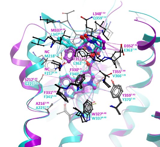 reducentropy's tweet photo. Status of #GPCR modeling &amp; ligand docking
https://t.co/H6fCsiO4rx https://t.co/SySxFFRyhB