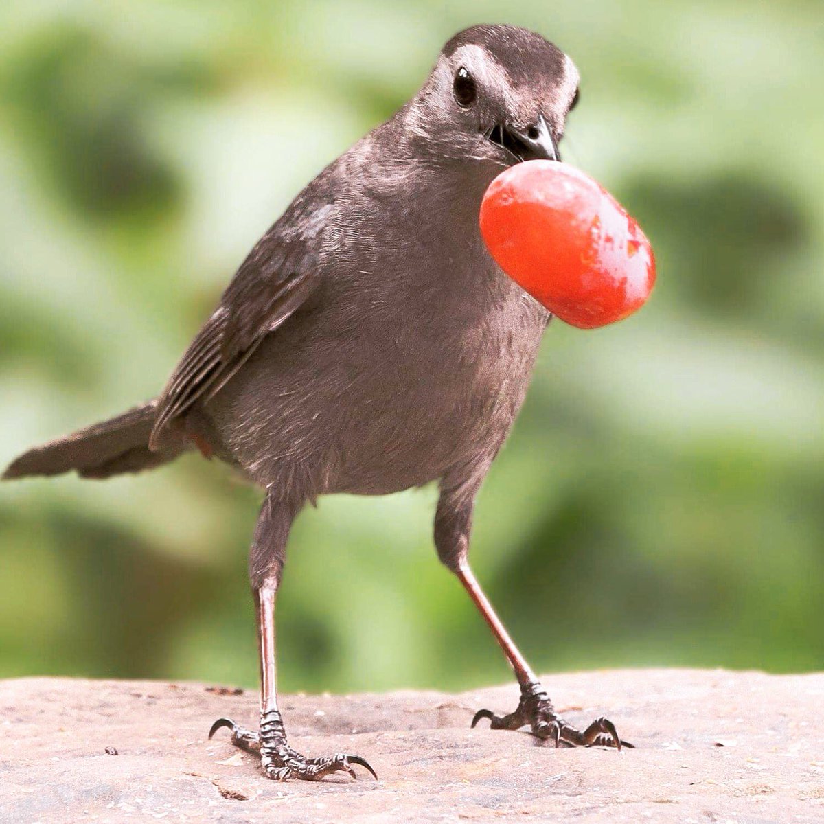 Birdingham's tweet photo. #CyberMonday on your schedule? Support @BhamAudubon through @amazonsmile #shopforthebirds #conservation #birdhabitat #birding Photo by Debbie McKenzie https://t.co/MKG0fFapFE